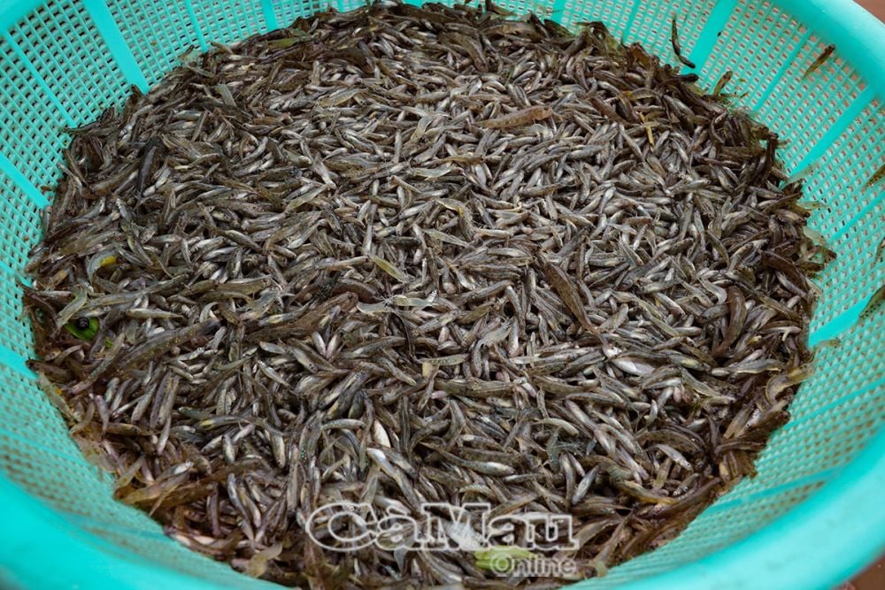干しエビやベタなどと一緒に煮込んだモンキーハゼは、珍しい珍味です。