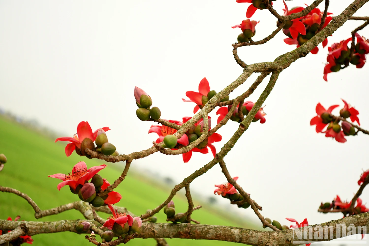 [ภาพ] ดอกฝ้ายสีแดงสว่างไสวบนท้องฟ้าเดือนมีนาคม ภาพที่ 4