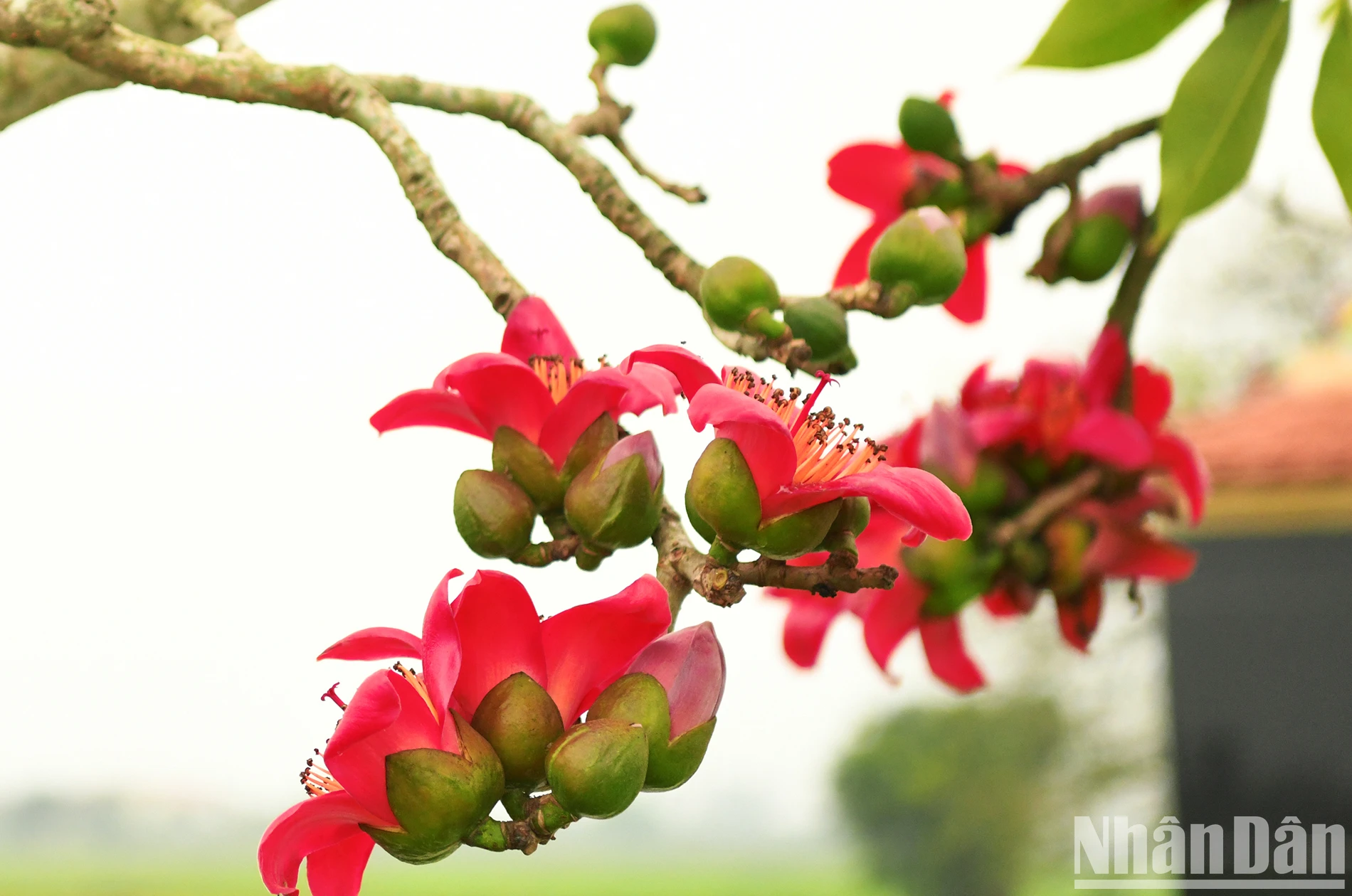 [ภาพ] ดอกฝ้ายแดงส่องแสงสว่างบนท้องฟ้าในเดือนมีนาคม ภาพที่ 5