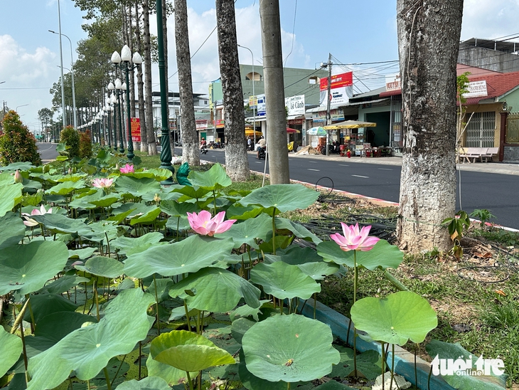 hoa sen - Ảnh 2.