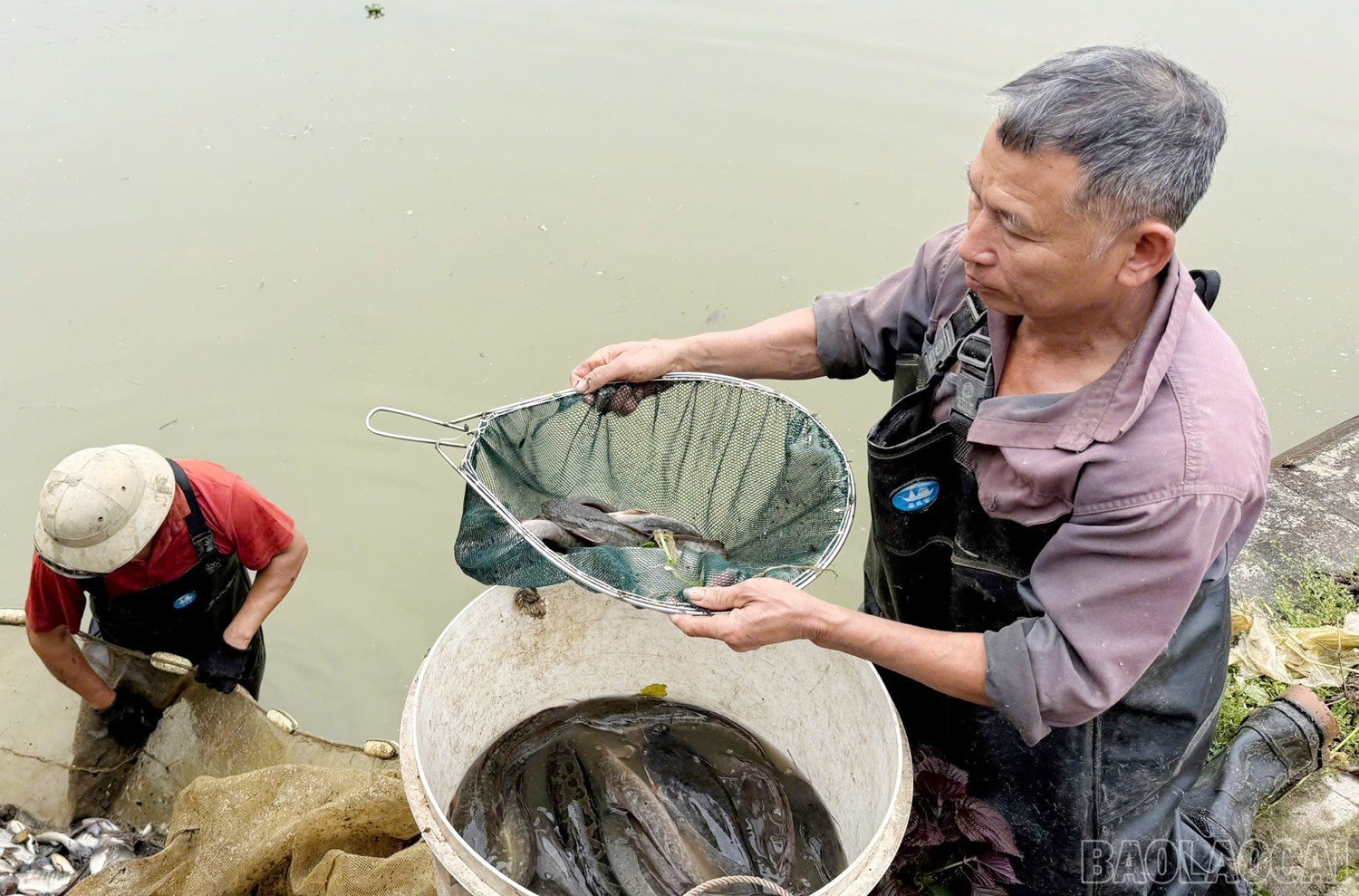 baolaocai-br_z6493677788397-4ac4f8279bf840728f5a340740c0f9f6.jpg