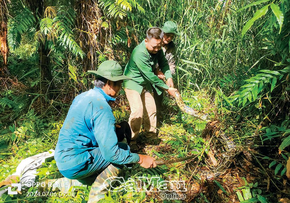 Nowadays, in U Minh forest, people still occasionally catch pythons. (In the photo: A 13 kg python was discovered at Muoi Ngot Eco-tourism Site). Photo: DUY KHANH