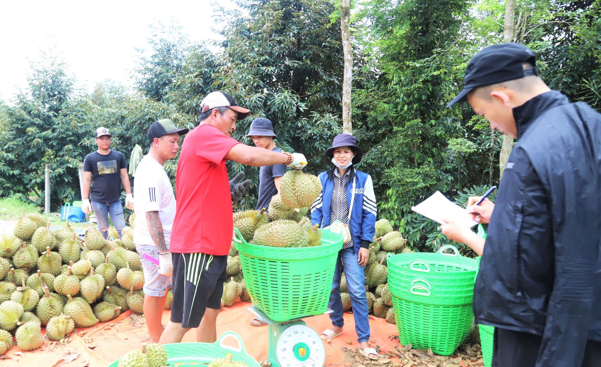 ជា​មធ្យម​ក្នុង​មួយ​ឆ្នាំ ខេត្ត Lam Dong បាន​នាំ​ចេញ​ទុរេន​ជាង ២៥ ម៉ឺន​តោន​ទៅ​ទីផ្សារ​ចិន។