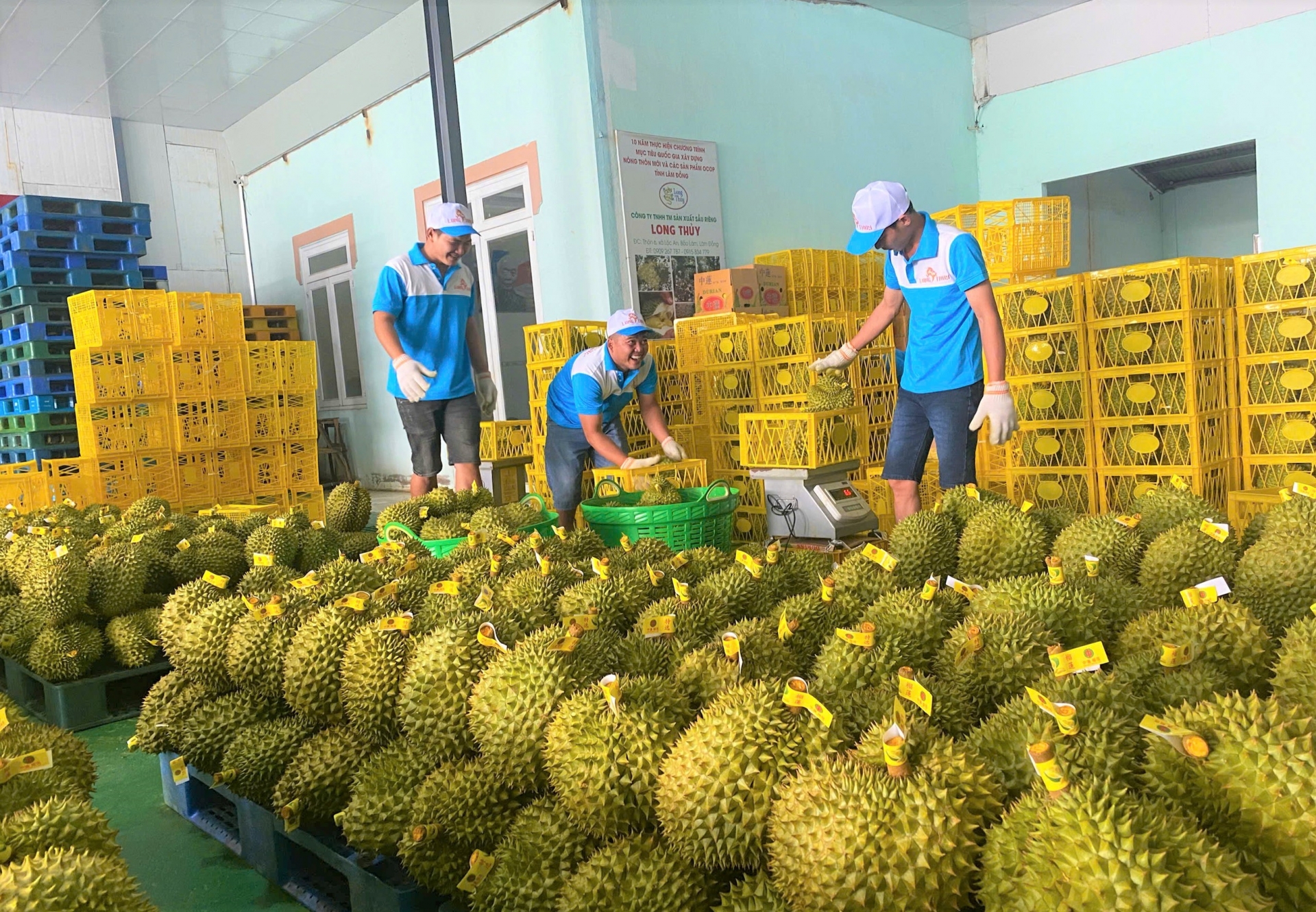 Lam Dong បច្ចុប្បន្នមាន