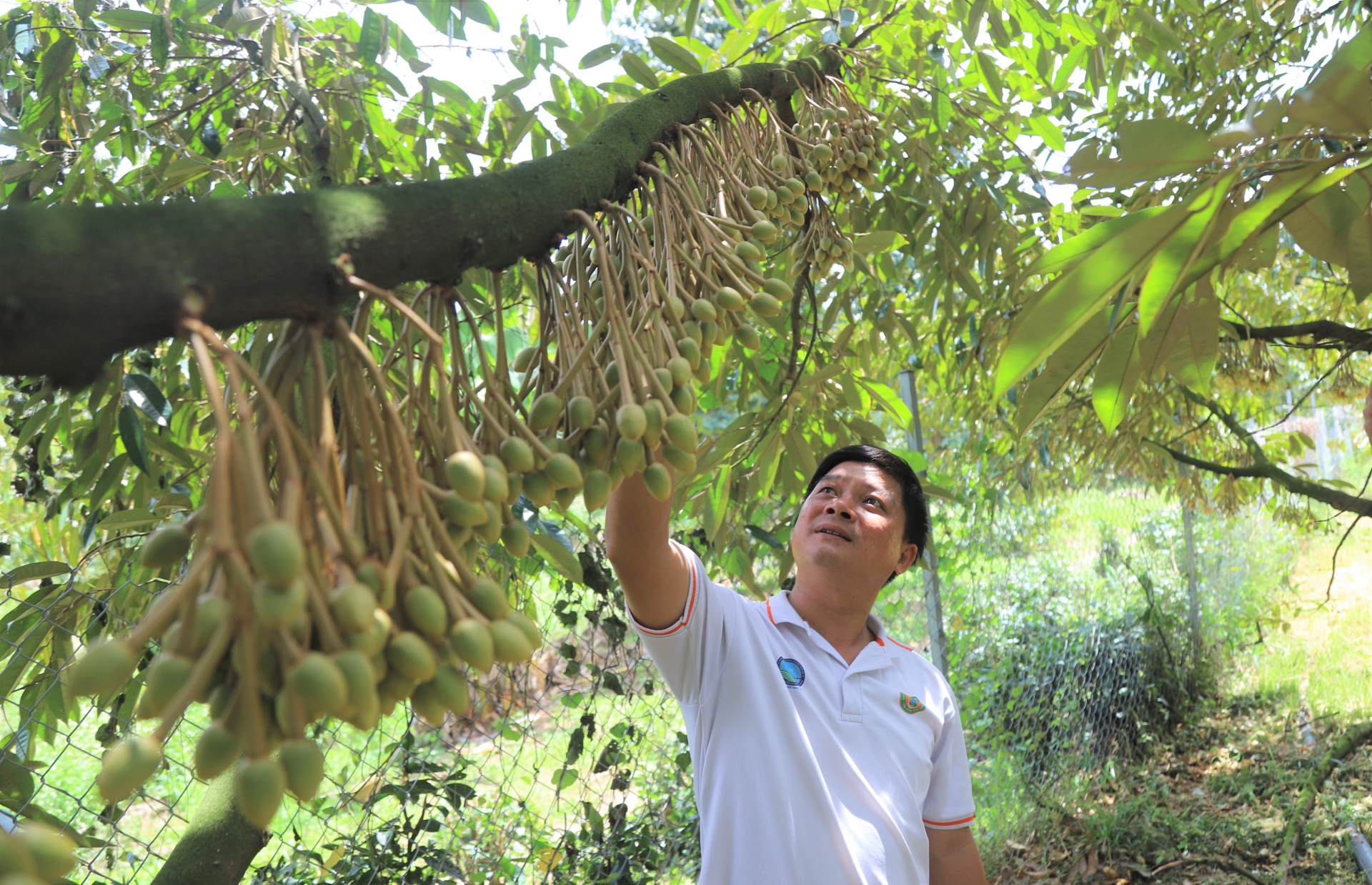 ការប្រមូលផលទុរេនក្នុងខេត្ត Lam Dong នឹងចាប់ផ្តើមនៅចុងខែមេសា។