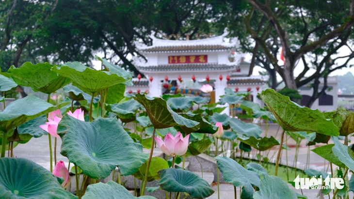 hoa sen - Ảnh 1.