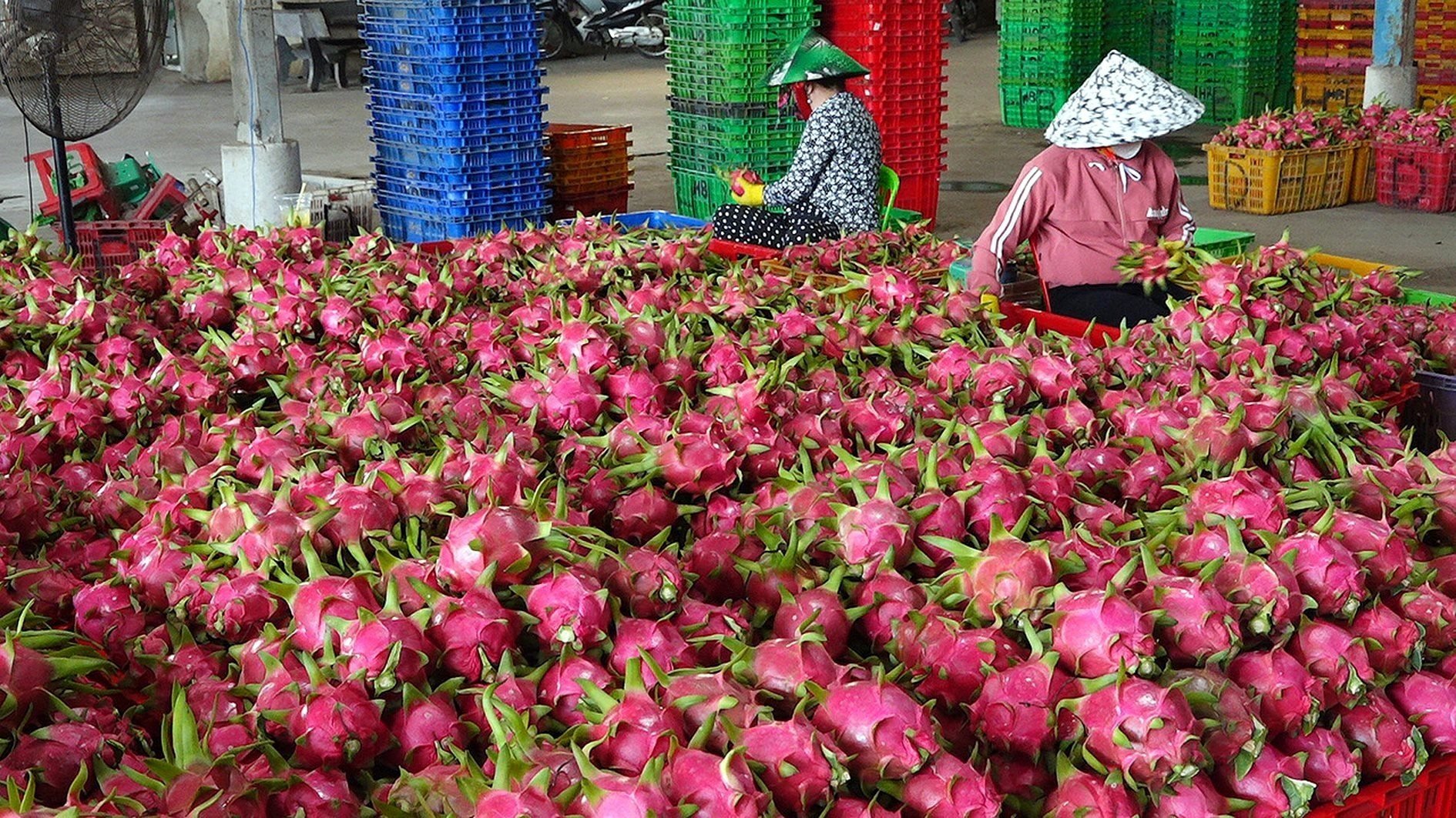 Dragon-fruit-export-english-n.-lan-.jpg