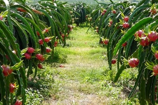 Dragon-fruit-garden-in-ham-thuan-nam-anh-n.-lan-.jpg
