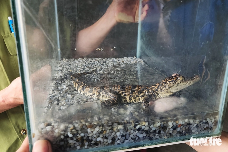 Keeping wild animals as pets: Beware of breaking the law - Photo 3.