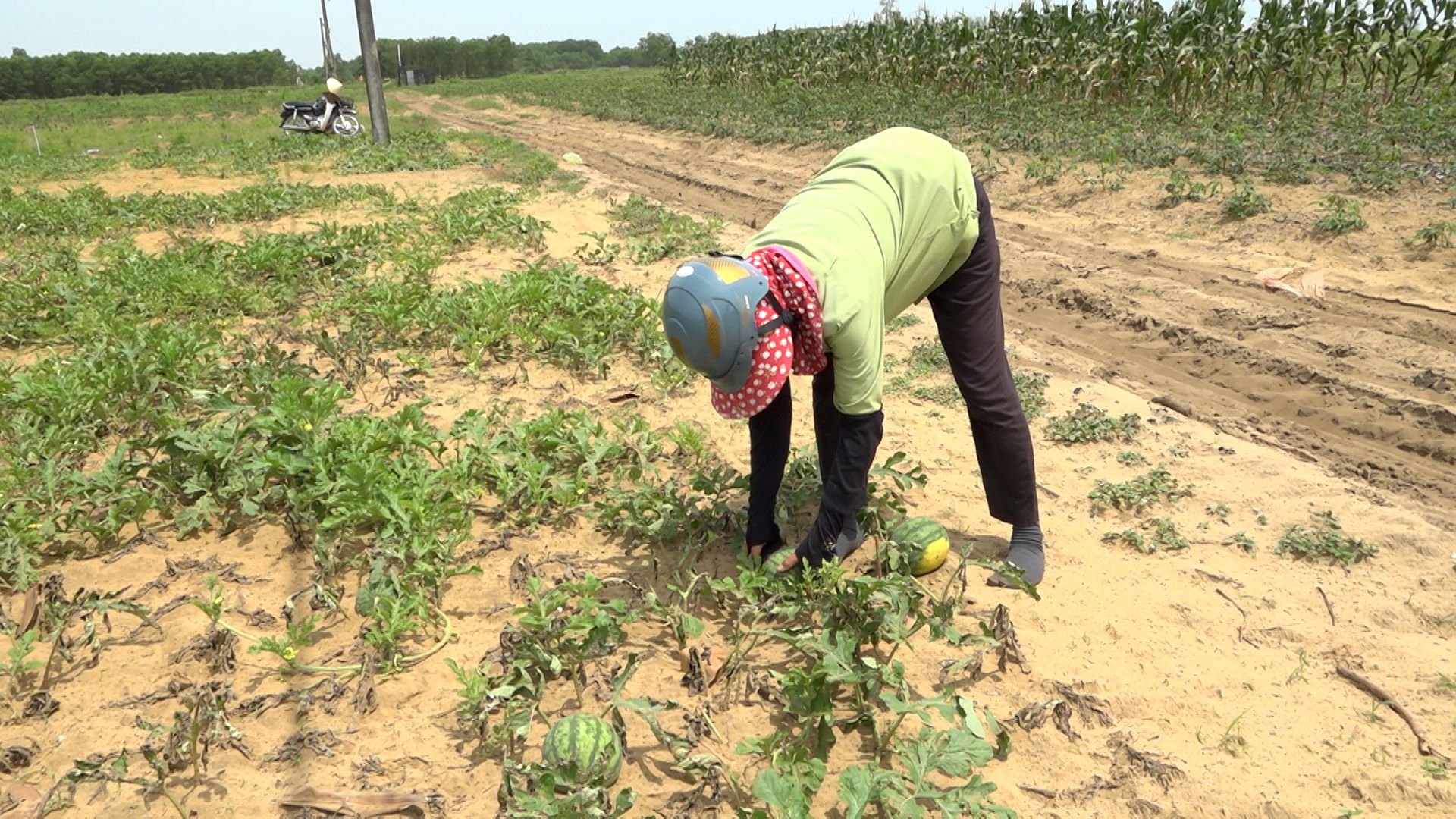 Vinh Tu watermelon crop failed, more than 80% of area lost
