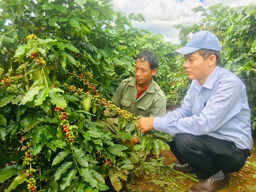 Giá cà phê hôm nay 18/4/2025: Tiếp tục tăng nhẹ