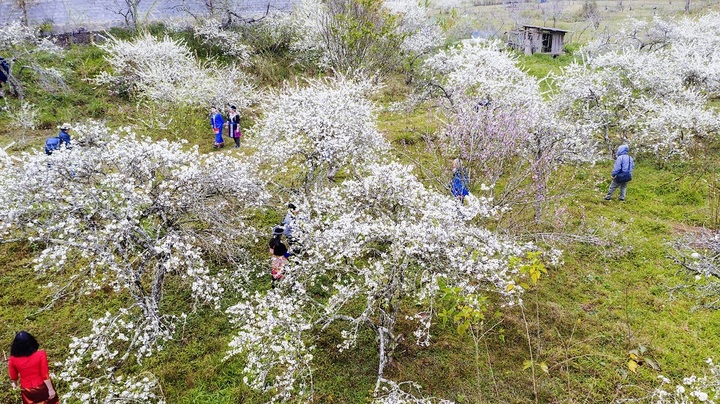 Touristen strömen nach Moc Chau, um die Pflaumenblüten zu sehen, was dazu führt, dass viele Hotels ausgebucht sind. (Illustration)