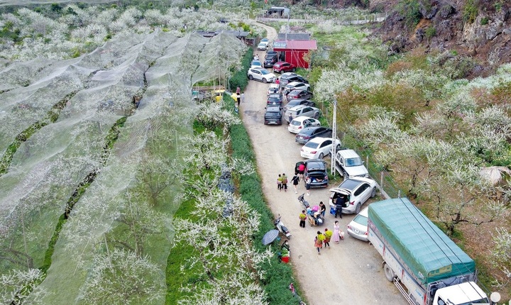 Die Zahl der Touristen, die nach Moc Chau strömen, um die Pflaumenblüte zu sehen, hat dramatisch zugenommen. (Abbildung: Vietnamnet)
