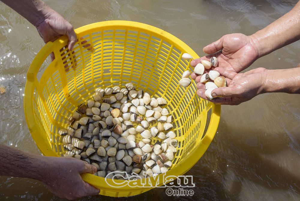 Pro efektivní chov škeblí musí být škeble jednotné velikosti (2–3 tisíce škeblí/kg), musí mít lesklé schránky, nesmí být deformované a musí být vybrány z důvěryhodných zdrojů.