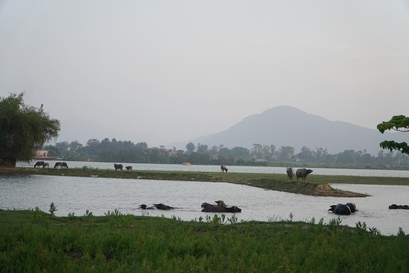 Khung cảnh yên bình với đàn trâu, bò tắm sông trên "làng đảo" Hồng Lam.