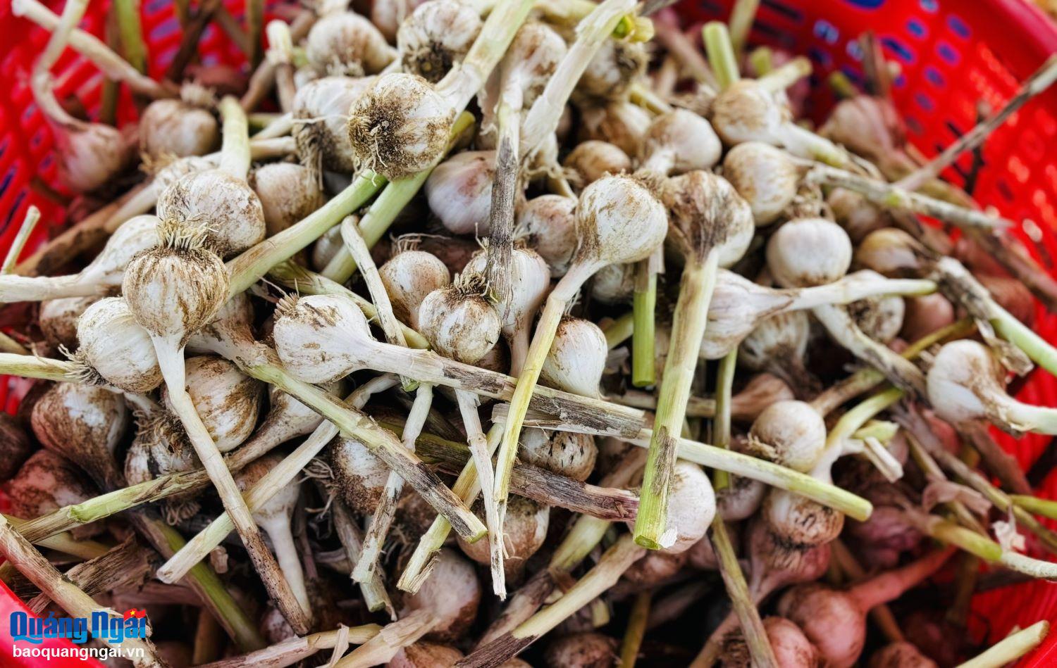 កសិករ​ដាំ​ខ្ទឹម​លី​សឹន​ជឿថា មូលហេតុ​មួយ​នៃ​ការប្រែប្រួល​តម្លៃ​ខ្ទឹមស​លី​សឺ​ន គឺ​កង្វះ​ទំនាក់ទំនង​ក្នុង​ការផលិត​។ ដូច្នេះ ចាំបាច់ត្រូវបង្កើតខ្សែសង្វាក់តភ្ជាប់ផលិតកម្ម និងការប្រើប្រាស់ ដើម្បីបញ្ចៀសស្ថានភាពនៃការប្រមូលផលល្អ តម្លៃទាប និងតម្លៃល្អ ការប្រមូលផលមិនល្អ។
