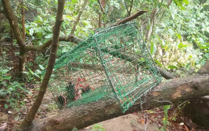 Tháo gỡ, phá bỏ hàng ngàn loại bẫy thú rừng