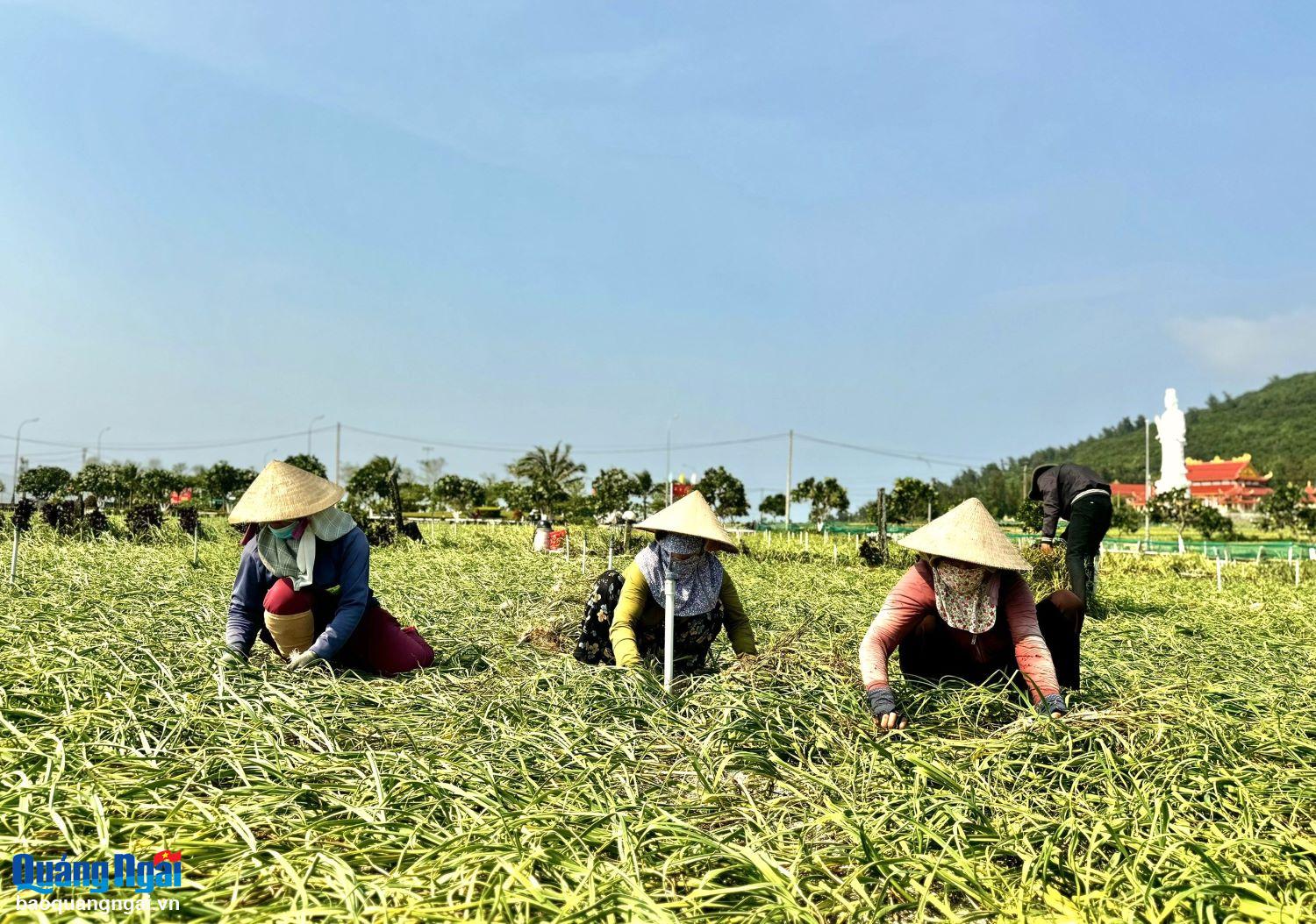 កសិករ​នៅ​ស្រុក Ly Son កំពុង​ឈាន​ចូល​រដូវ​ប្រមូល​ផល​ខ្ទឹម​រដូវ​រងា ឆ្នាំ ២០២៤-២០២៥។ ឆ្នាំ​នេះ កសិករ​លី សឺន ដាំ​ខ្ទឹម​បាន​ជាង ៣២០ ហិកតា។