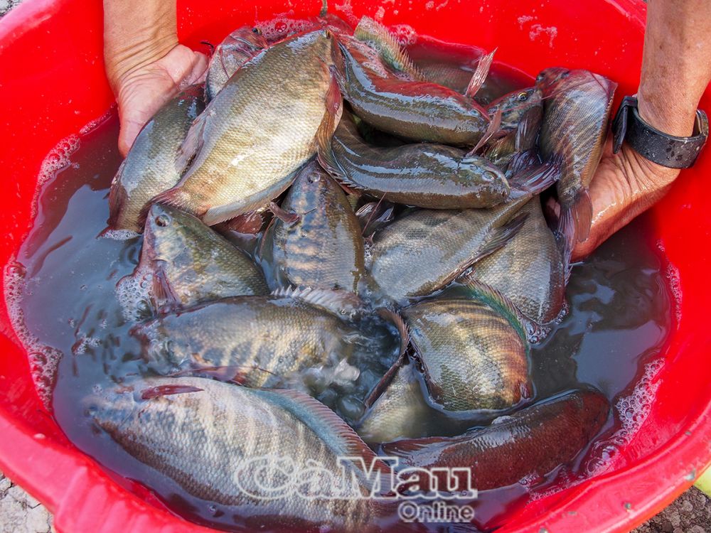 Zur Zucht werden weibliche Grundelfische (meist bereits befruchtet) und gesunde männliche Fische ausgewählt.