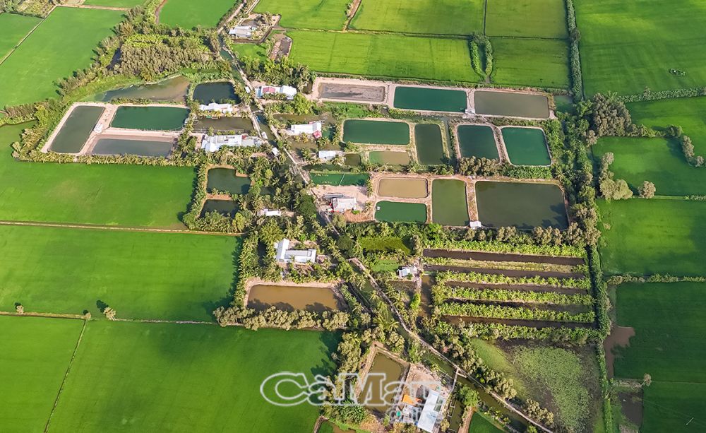 Teiche und Lagunen für die industrielle Grundelzucht im Süßwassergebiet des Distrikts Tran Van Thoi. (Foto aufgenommen im Weiler 7, Gemeinde Khanh Binh Dong).