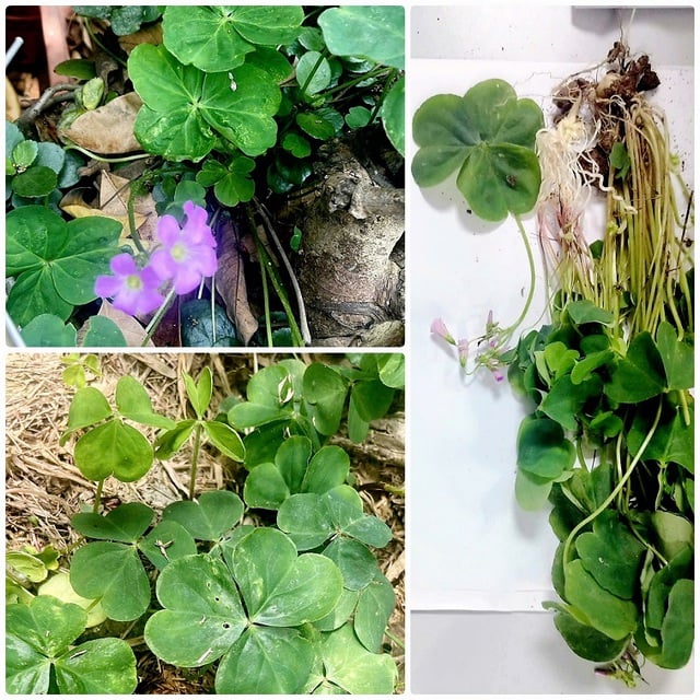 ហេតុអ្វី​បាន​ជា​ផឹក​ស្លឹក​អម្ពិល​អាច​នាំ​ឱ្យ​ពុល និង​ខ្សោយ​ក្រលៀន​ស្រួចស្រាវ - រូបថត ១.