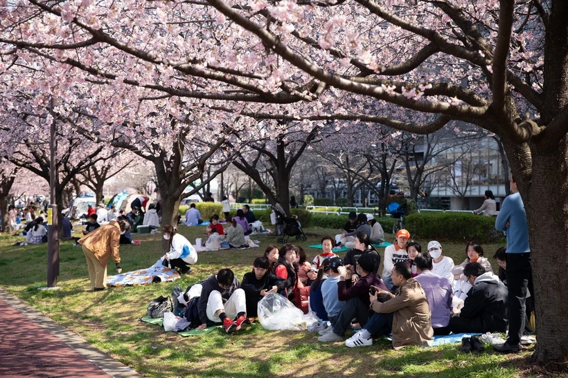 japanese-cherry-blossoms-resize.webp