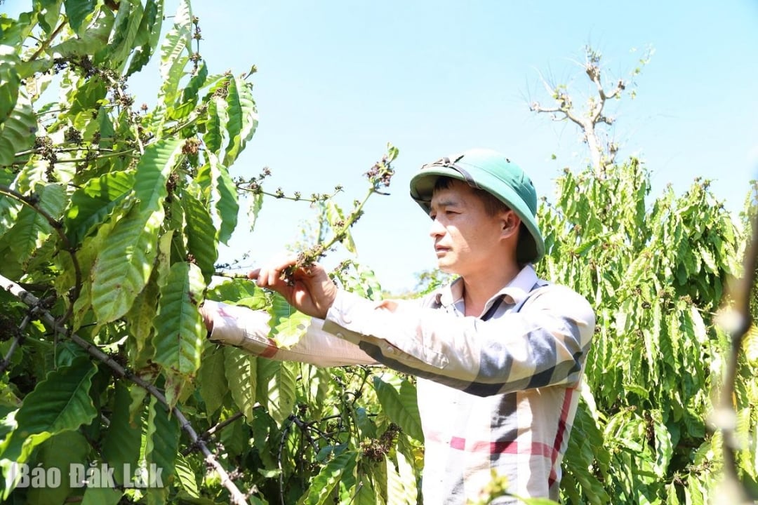 ពលរដ្ឋ​នៅ​ស្រុក​ក្រអុង​អាណា​អភិវឌ្ឍន៍​សេដ្ឋកិច្ច​ពី​កម្ចី​ពី​កម្មវិធី​ឥណទាន​អនុគ្រោះ​ដល់​ប្រជាពលរដ្ឋ​ដែល​ទើប​បញ្ចប់​ទោស​ជាប់​ពន្ធនាគារ។