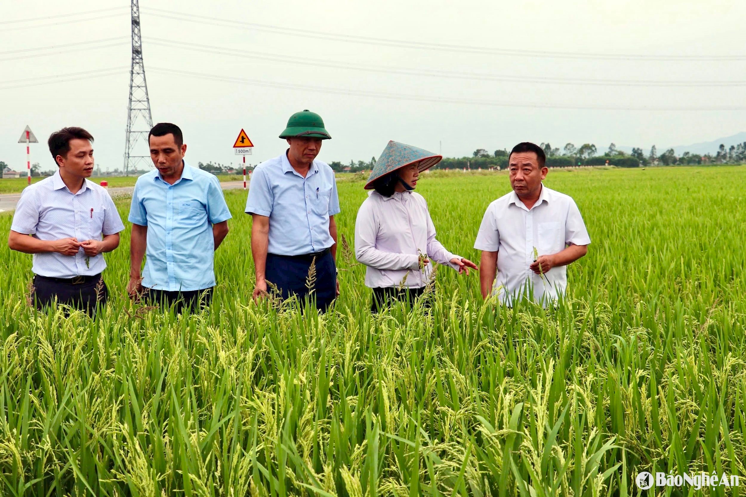 Kiểm tra tình hình sản xuất lúa vụ Xuân tại xã Minh Châu, huyện Diễn Châu. Ảnh- Phú Hương