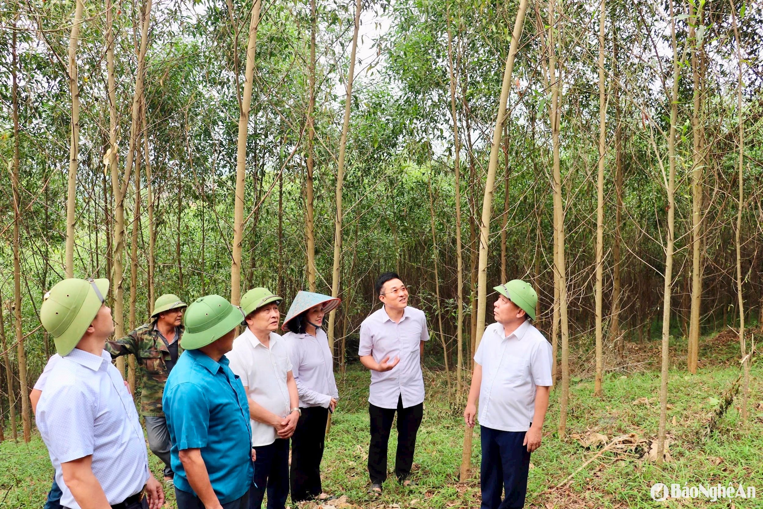  Phó Chủ tịch UBNd tỉnh kiểm tra tình hình sâu đo hại keo tại xã Nghĩa Hành, huyện Tân Kỳ. Ảnh- Phú Hương