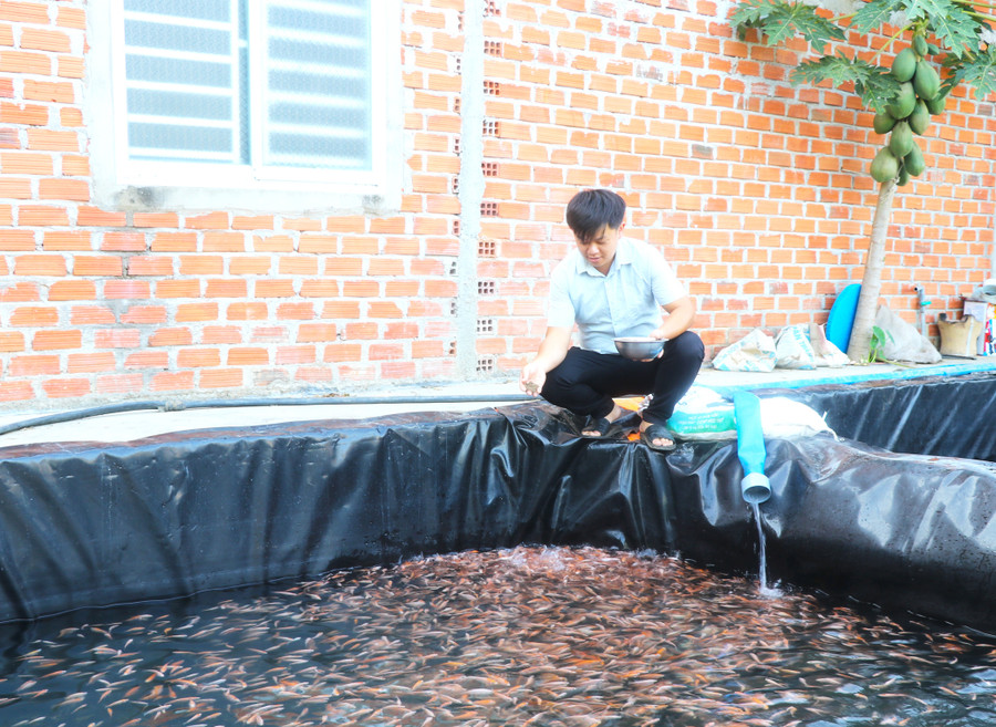 anh-le-dinh-hung-to-5-phuong-an-binh-thi-xa-an-khe-da-trien-khai-thanh-cong-mo-hinh-nuoi-ca-trong-be-lot-bat-anh-an-phat.jpg