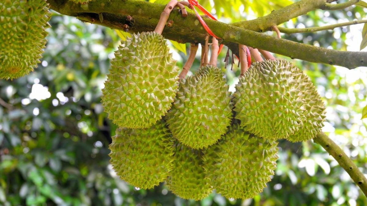 តម្លៃធូរេនថ្ងៃនេះ 294 ទីផ្សារស្ថិរភាព