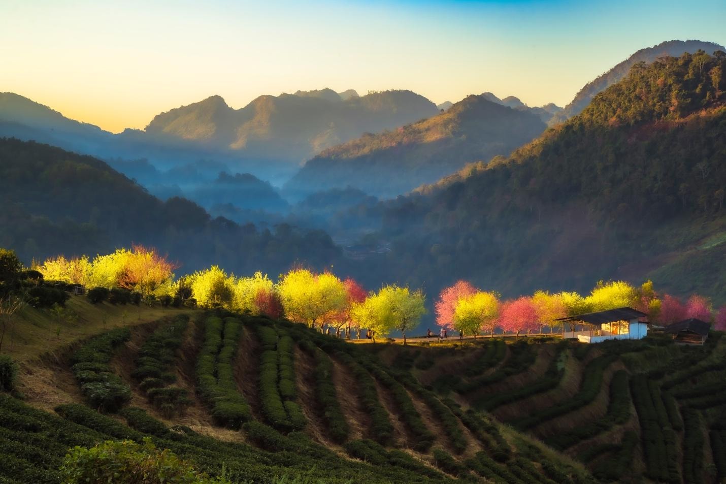 royal-agricultural-station-angkhang-o-chiang-mai.jpg