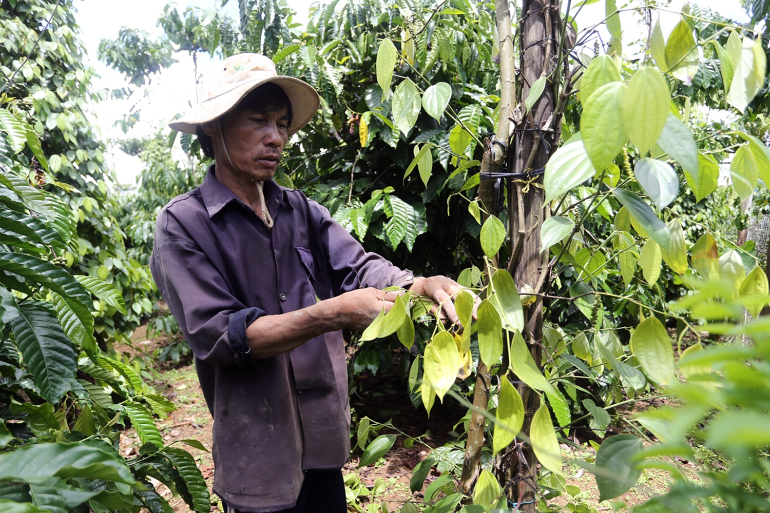 Giá tiêu hôm nay 30/4/2025: Ổn định trong kỳ nghỉ lễ 30/4
