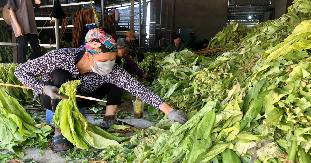Krông Pa: Nông dân phấn khởi vì thuốc lá được mùa, được giá