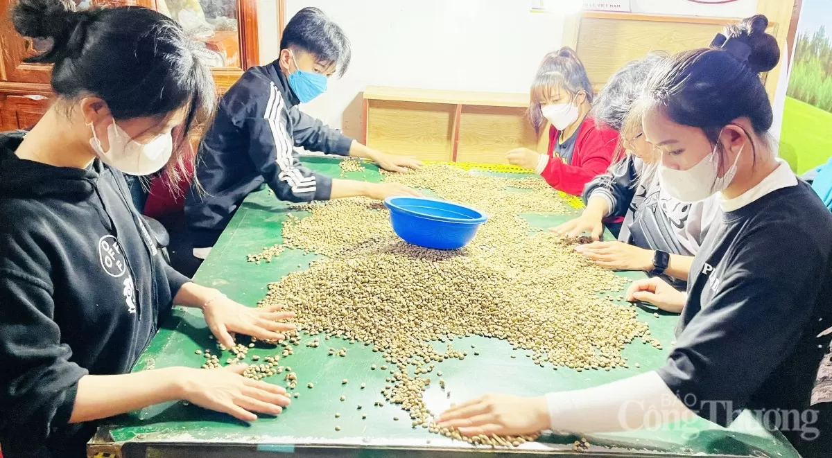 Dự báo giá cà phê ngày mai 1/5/2025, thị trường bình ổn