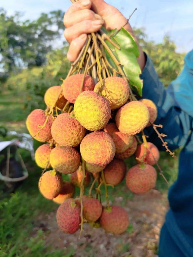 Vải Tây Nguyên - Ảnh N.C