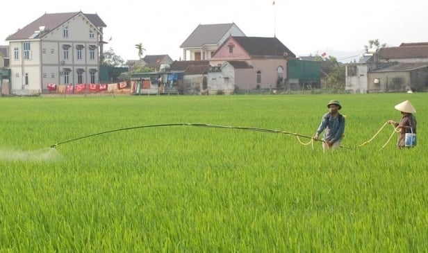 Đạo ôn là bệnh nguy hiểm, cần chủ động phun phòng sớm khi bệnh mới chớm. Ảnh: Việt Khánh.