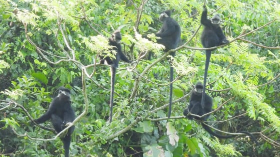 Người ‘chăn’ đàn voọc ở Hung Sú