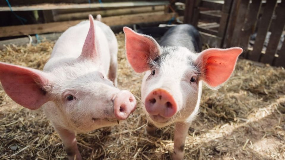 Pig price on April 2, 2025: Continuing to decrease sharply, in some places 65,000 VND/kg