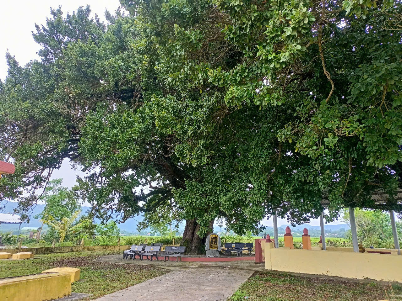 មែកធាងនៃក្បាលស្រោមដៃ។ រូបថត៖ វ៉ាន់ ភីន