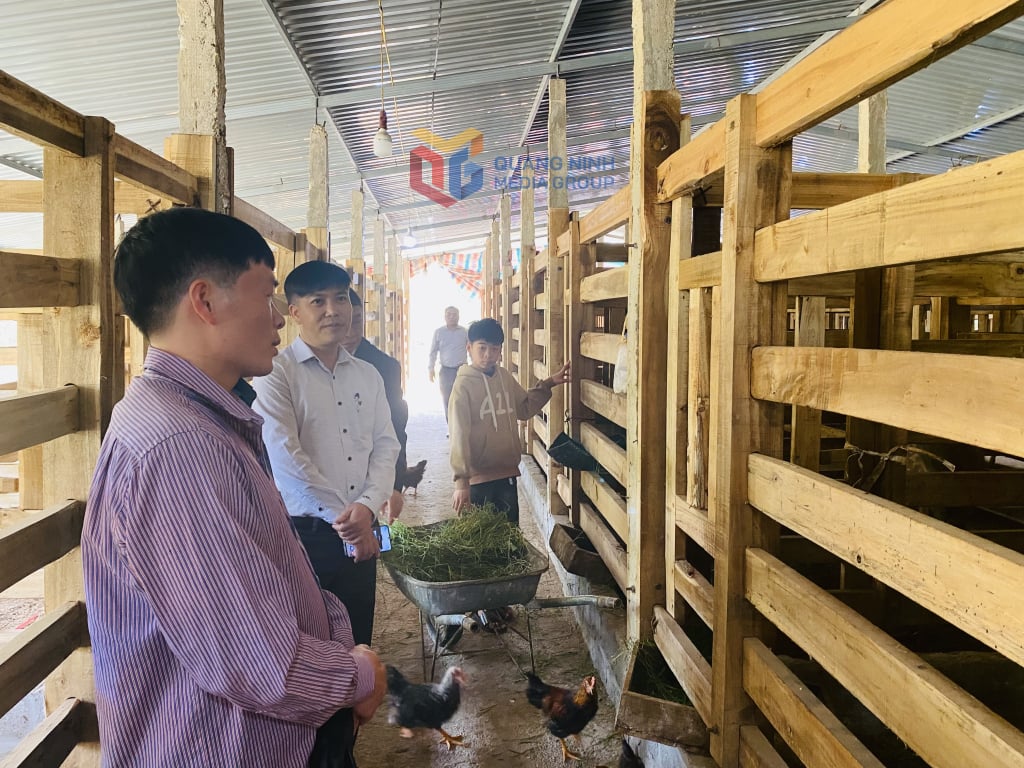 Los líderes del Departamento de Agricultura y Medio Ambiente del distrito de Binh Lieu visitaron el modelo de cría de astas de ciervo del Sr. Vi Van Nghiep.