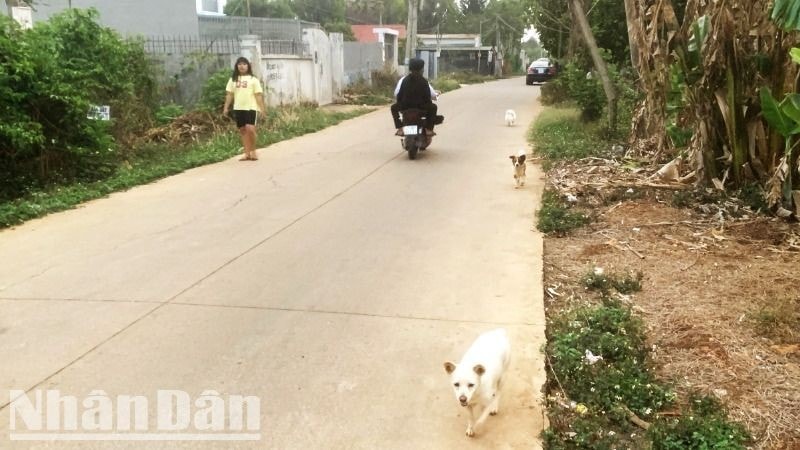 Currently, the weather in Dak Lak is entering the peak of the dry season in 2025, but the situation of free-range dog farming is still widespread, so the risk of dogs getting rabies tends to increase.