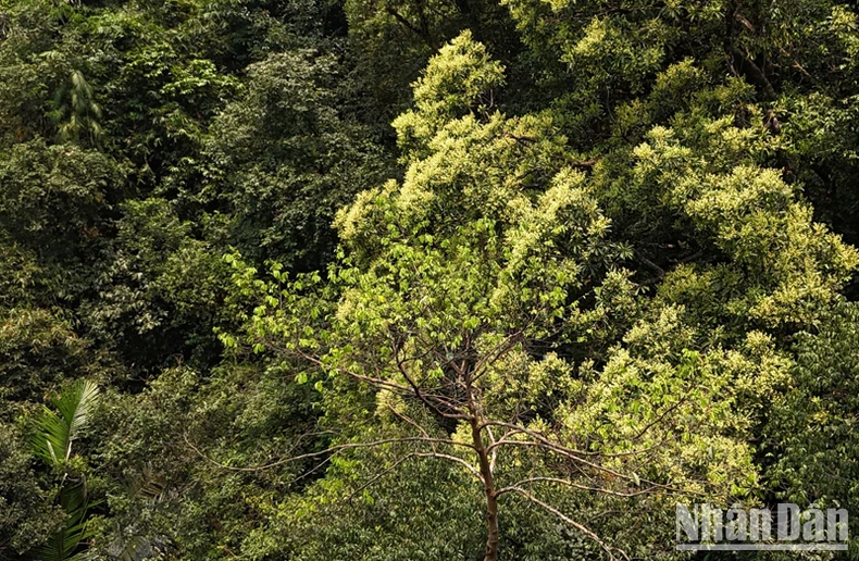 Announcing information on ancient mai forest in Non Mai-Song Han area, Quang Tri photo 2