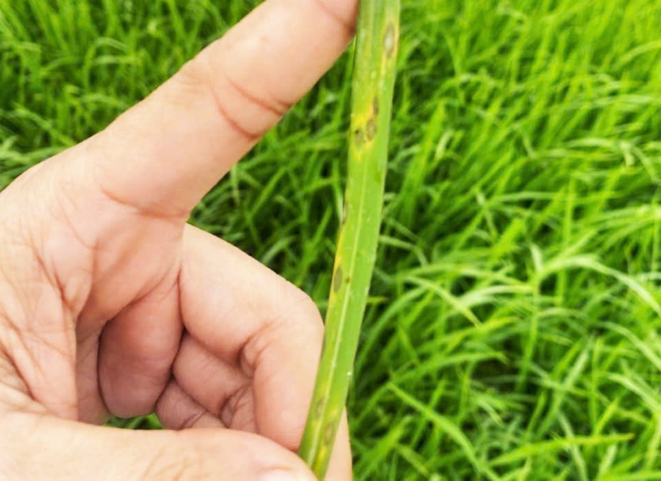 Hiện đang là giai đoạn mẫn cảm, nguy cơ bùng phát nhiều sâu bệnh hại nguy hiểm trên lúa vụ đông xuân các tỉnh phía Bắc.