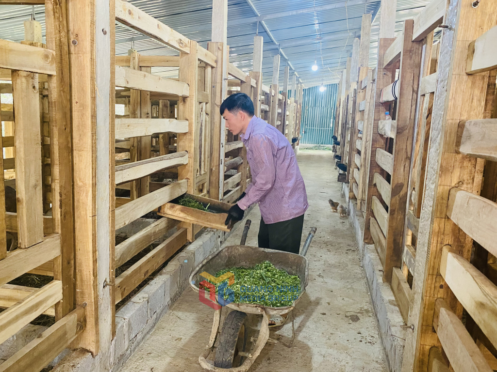 La manada de ciervos criados para obtener astas de terciopelo pertenece al Sr. Vi Van Nghiep, Cooperativa Agrícola y de Servicios de Nghiep Doan en la comuna de Dong Van, distrito de Binh Lieu.