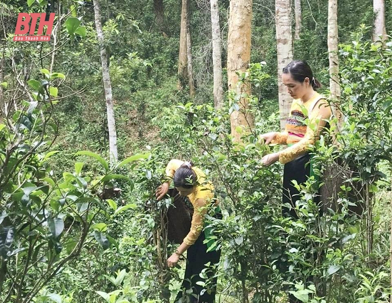 Thé Ma Hien Kiet : du thé local au produit OCOP
