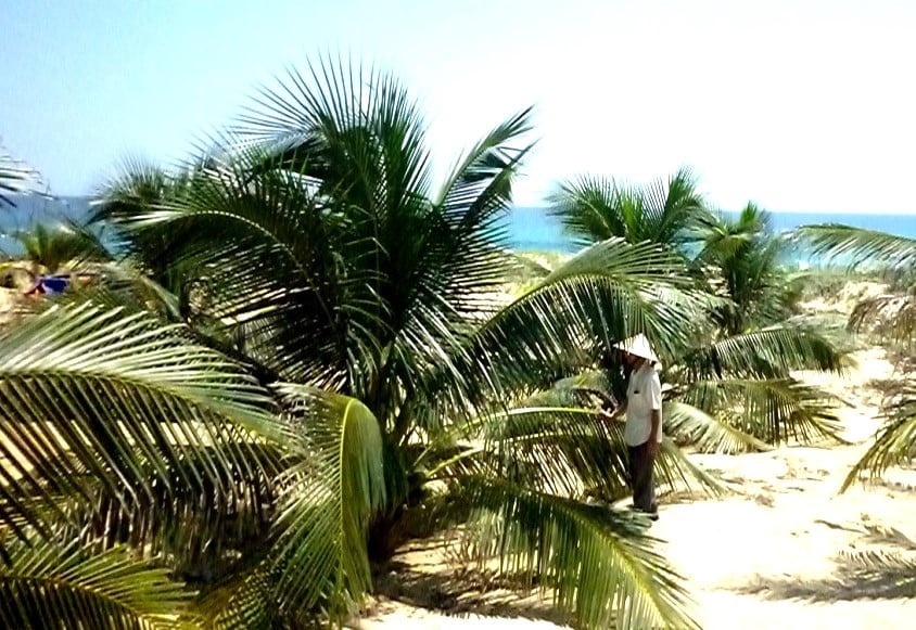 Coconut trees grown on sandy coastal soil produce sweet water with a unique salty taste. Photo: V.D.T.