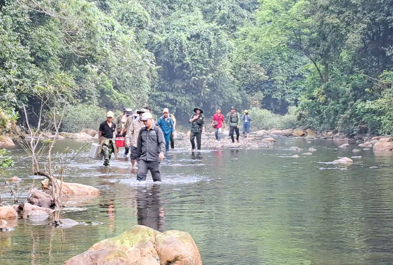 Announcing information on ancient mai forest in Non Mai-Song Han area, Quang Tri photo 6
