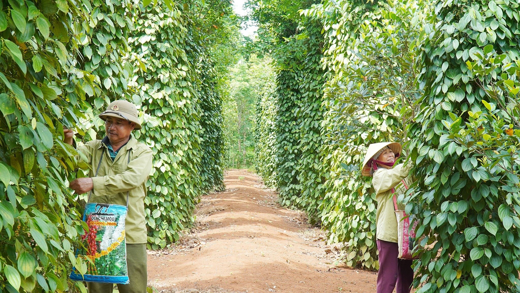 Pepper price today 4/4/2025: Brazilian black pepper price decreased