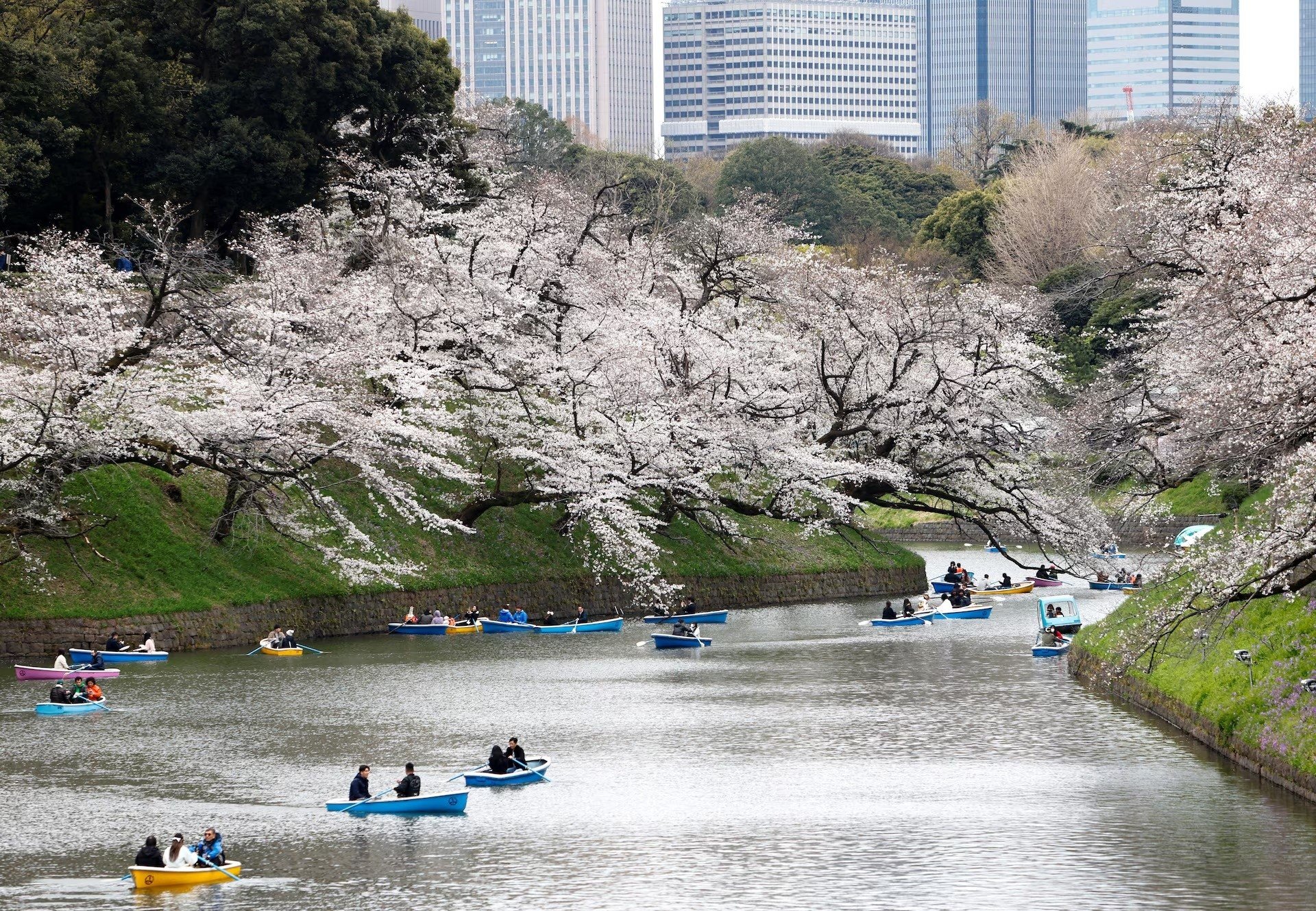 Du khách vừa đi thuyền vừa vãn cảnh, ngắm hoa anh đào nở rộ tại công viên Chidorigafuchi ở Tokyo, Nhật Bản ngày 31/3. Ảnh: Manami Yamada/Reuters.